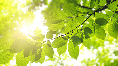 zelené listy se slunečním svitem