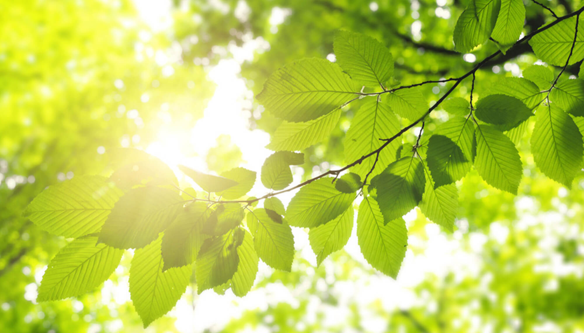 zelené listy se slunečním svitem