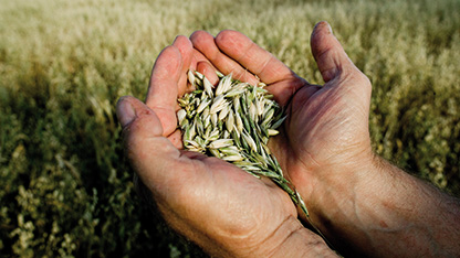 Osoba držící obilí v poli